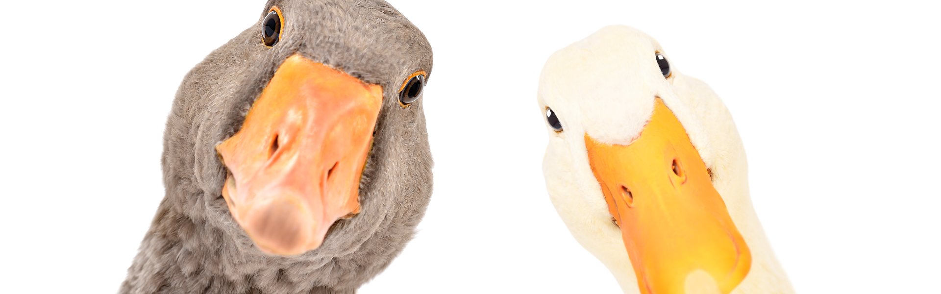 Duck Wax: How to Use It for Fast, Clean Poultry Plucking